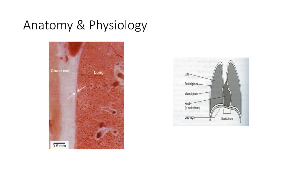 anatomy physiology