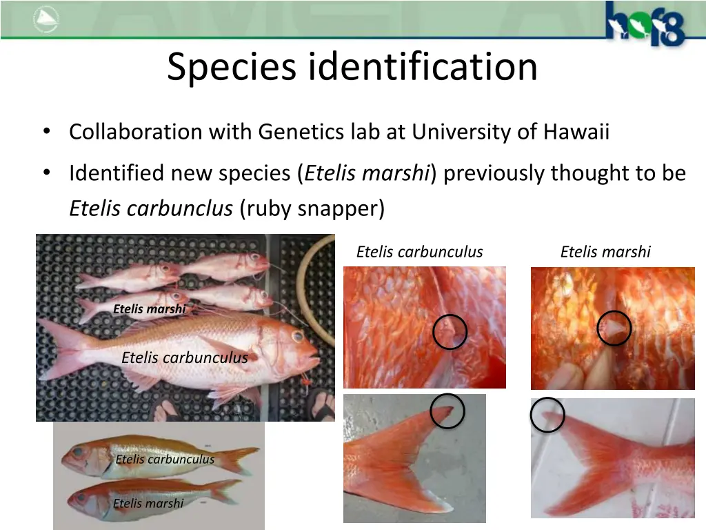 species identification