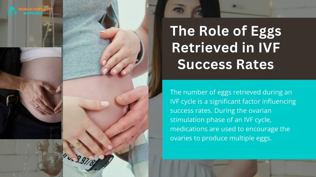 the role of eggs retrieved in ivf success rates