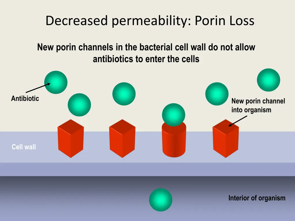decreased permeability porin loss 1