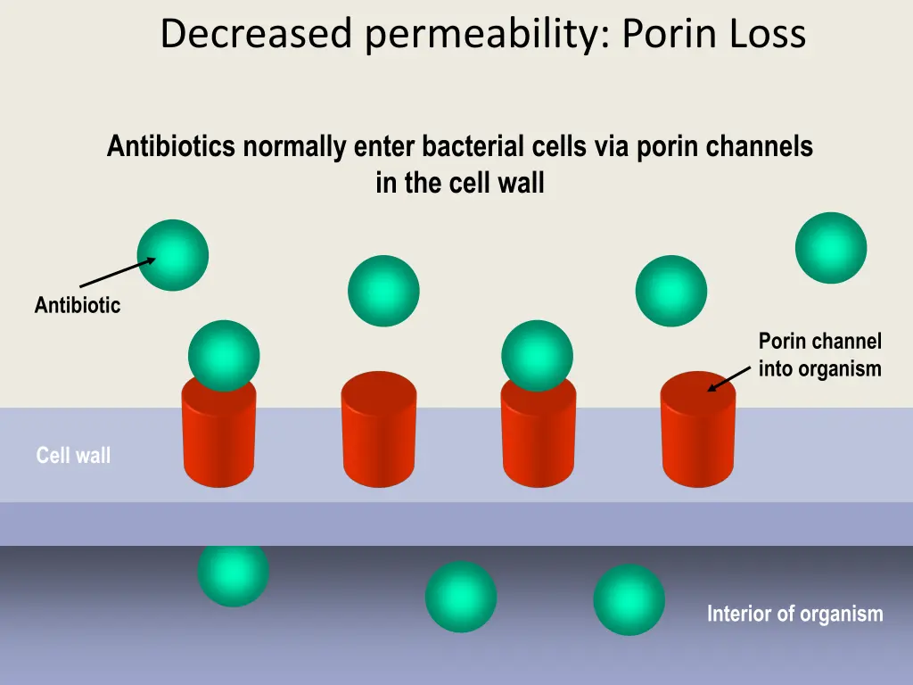 decreased permeability porin loss