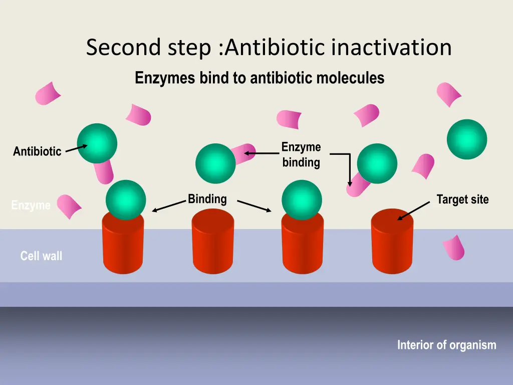 second step antibiotic inactivation enzymes bind