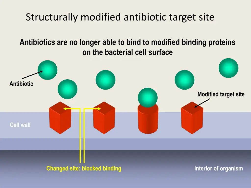 structurally modified antibiotic target site 1