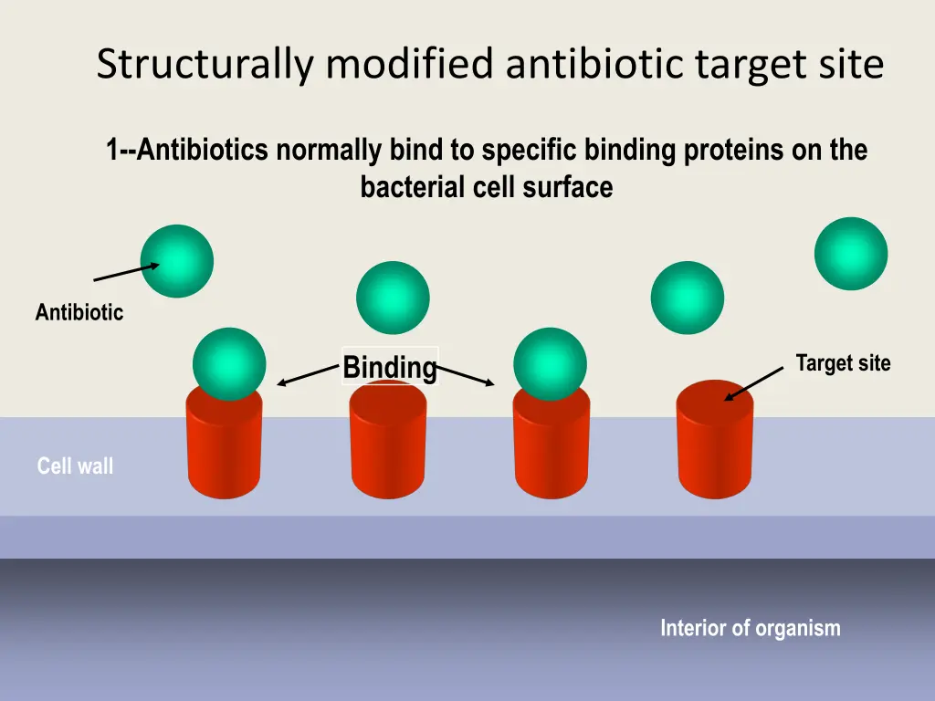 structurally modified antibiotic target site