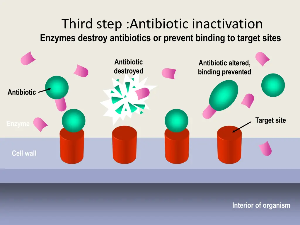 third step antibiotic inactivation enzymes