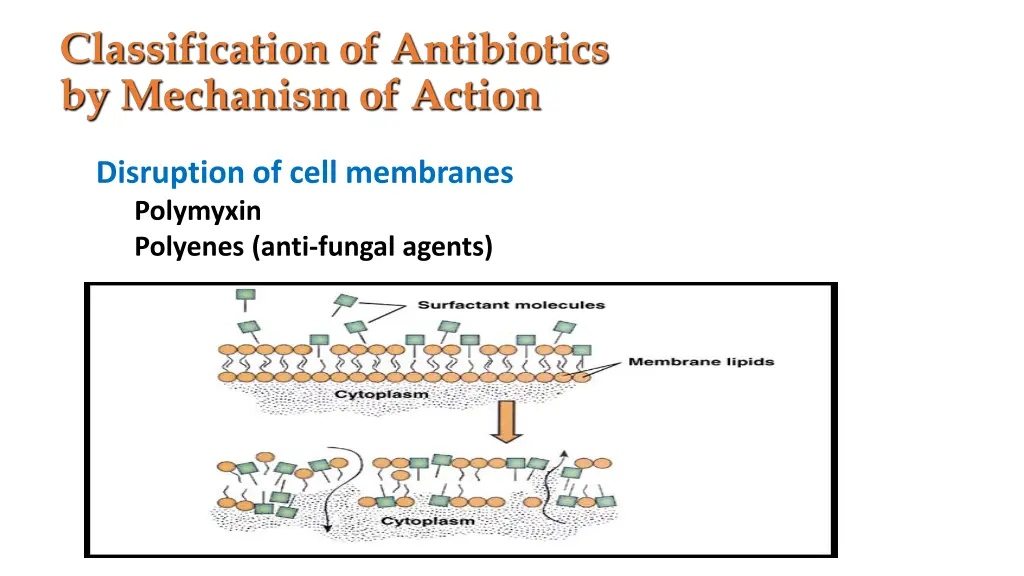 disruption of cell membranes polymyxin polyenes
