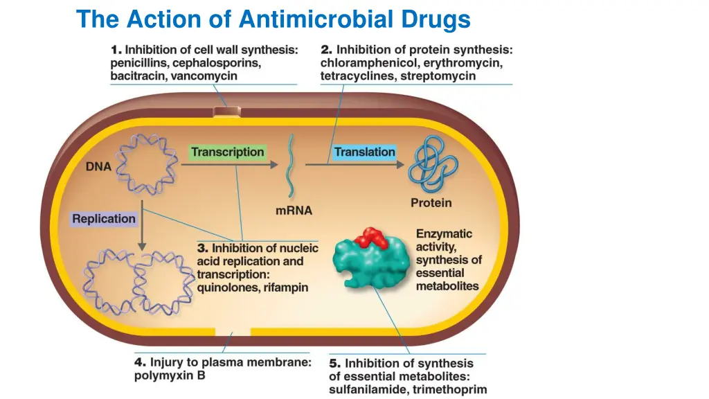the action of antimicrobial drugs