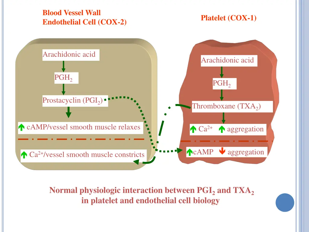 blood vessel wall endothelial cell cox 2