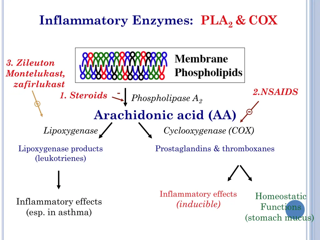 inflammatory enzymes pla 2 cox