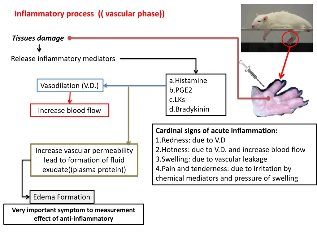 inflammatory process vascular phase