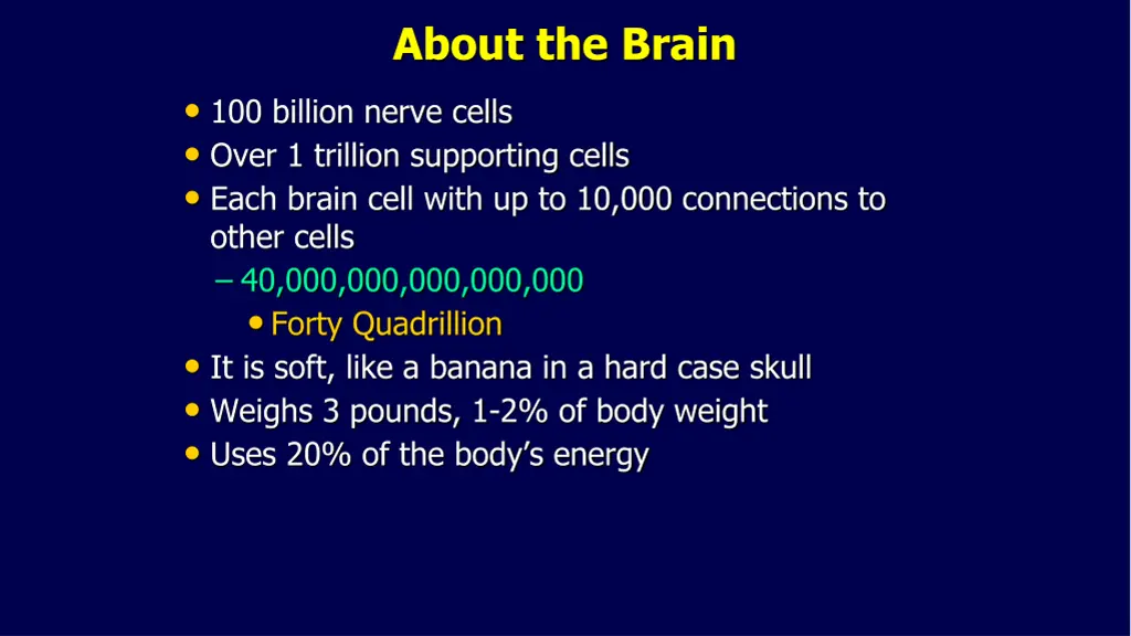 about the brain 1
