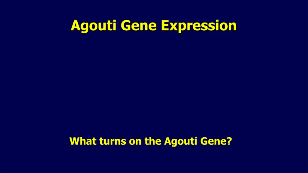 agouti gene expression