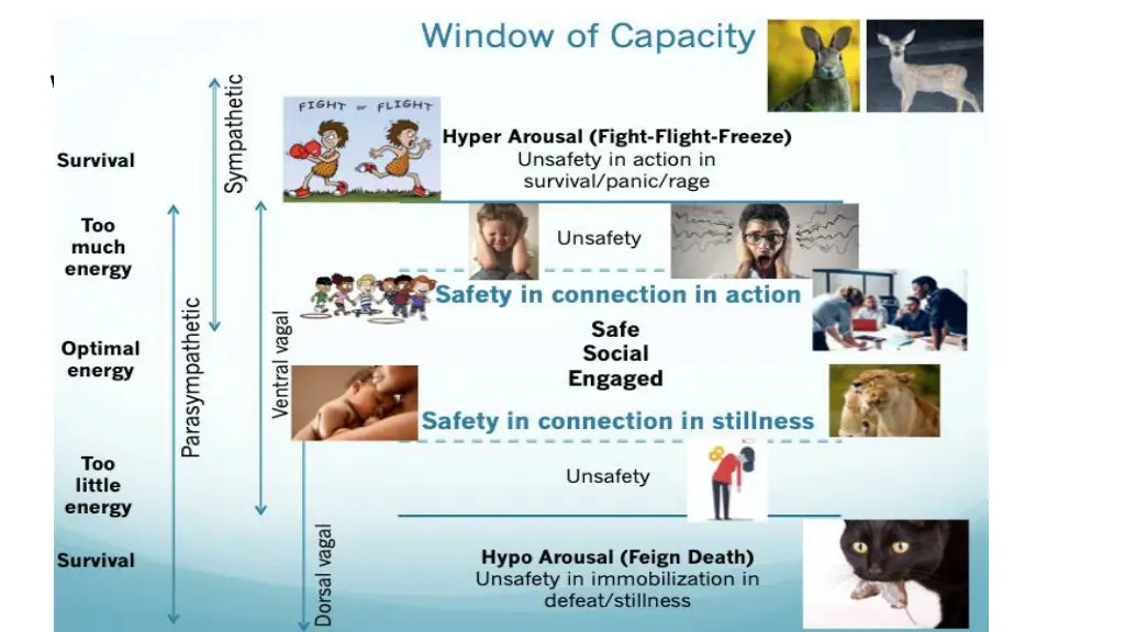 window of capacity tolerance linda thai