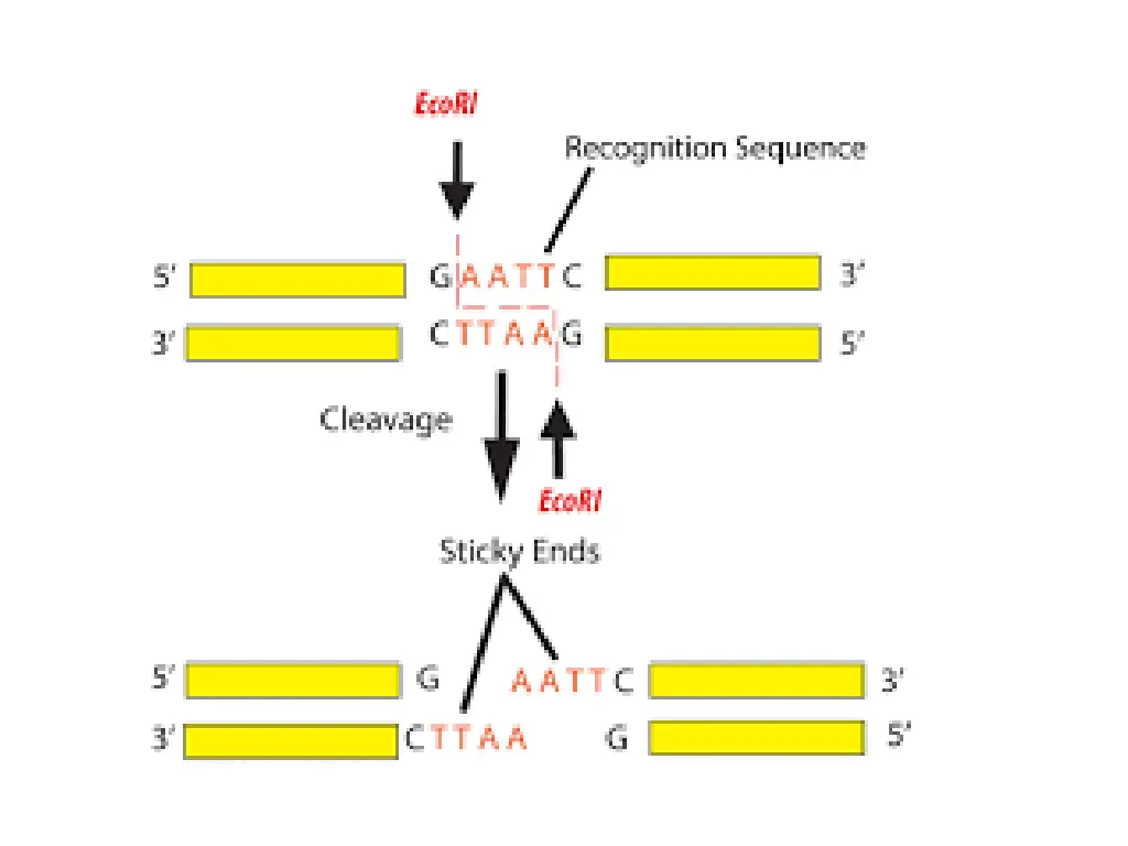 slide13