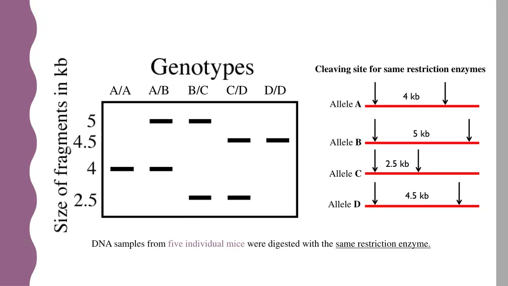 cleaving site for same restriction enzymes