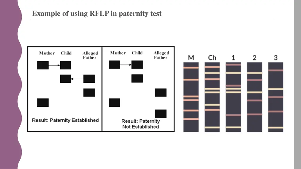 example of using rflp in paternity test
