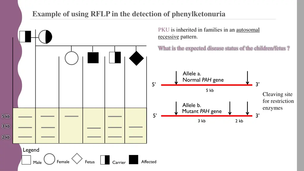 example of using rflp in the detection 1