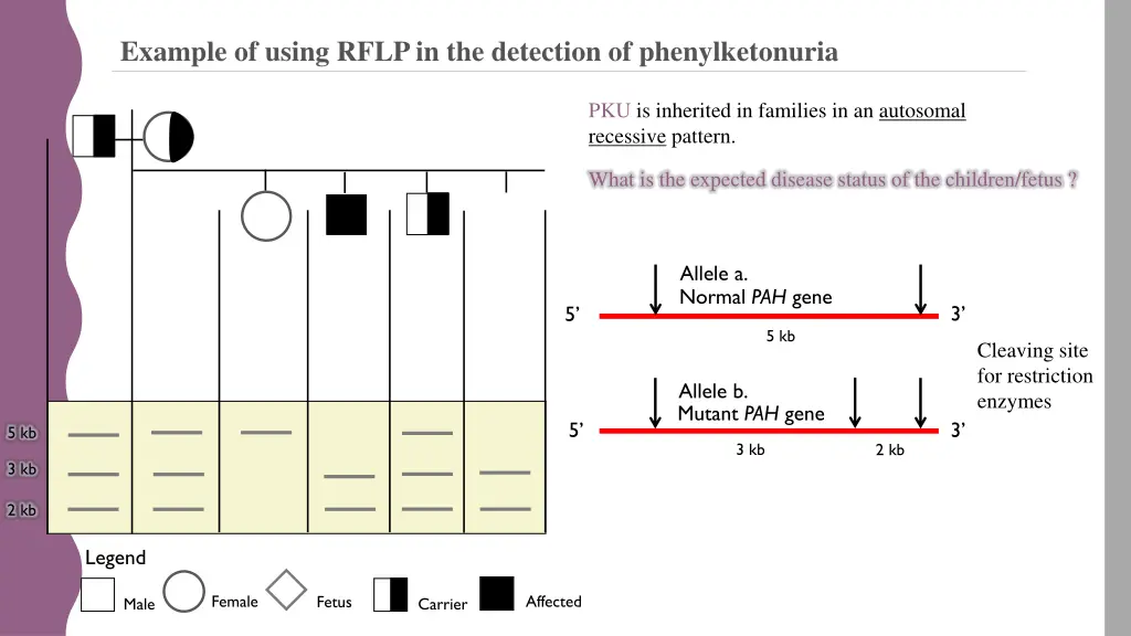example of using rflp in the detection