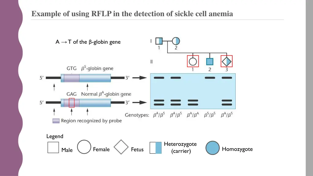 example of using rflp in the detection of sickle
