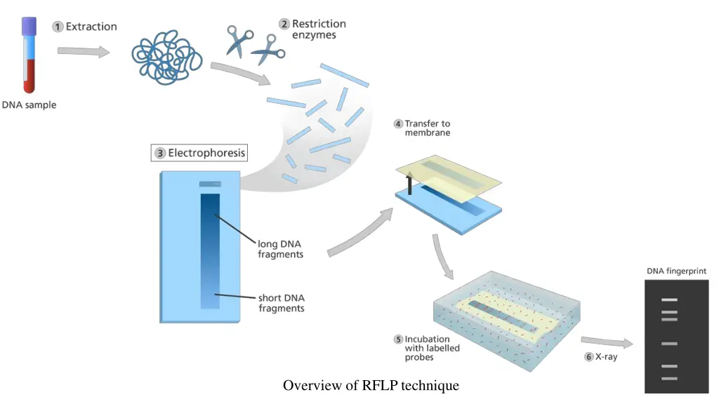 overview of rflp technique