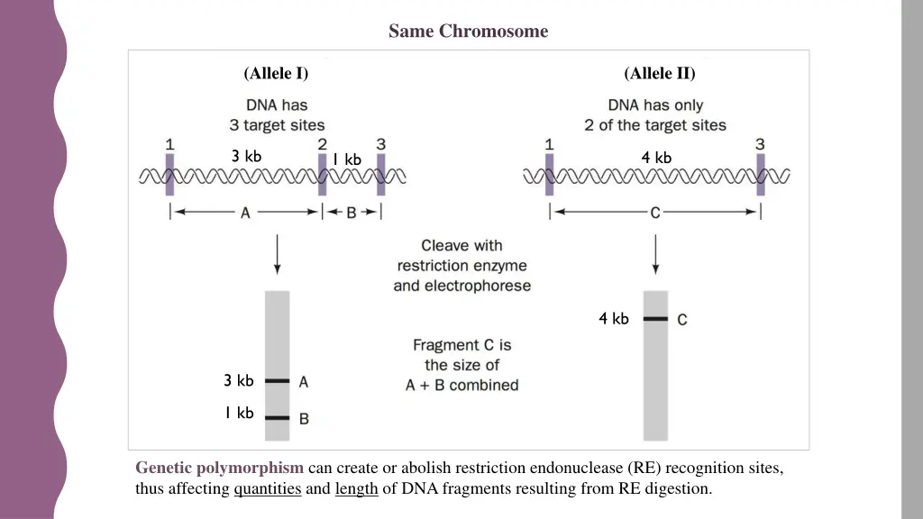 same chromosome 1