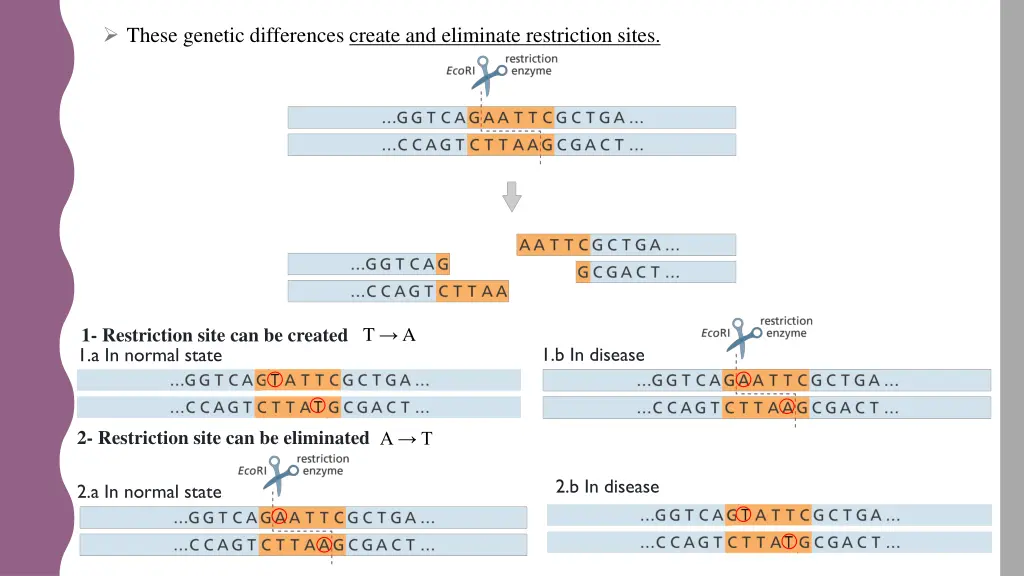 these genetic differences create and eliminate