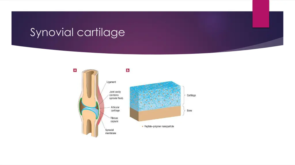 synovial cartilage