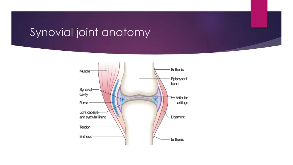 synovial joint anatomy