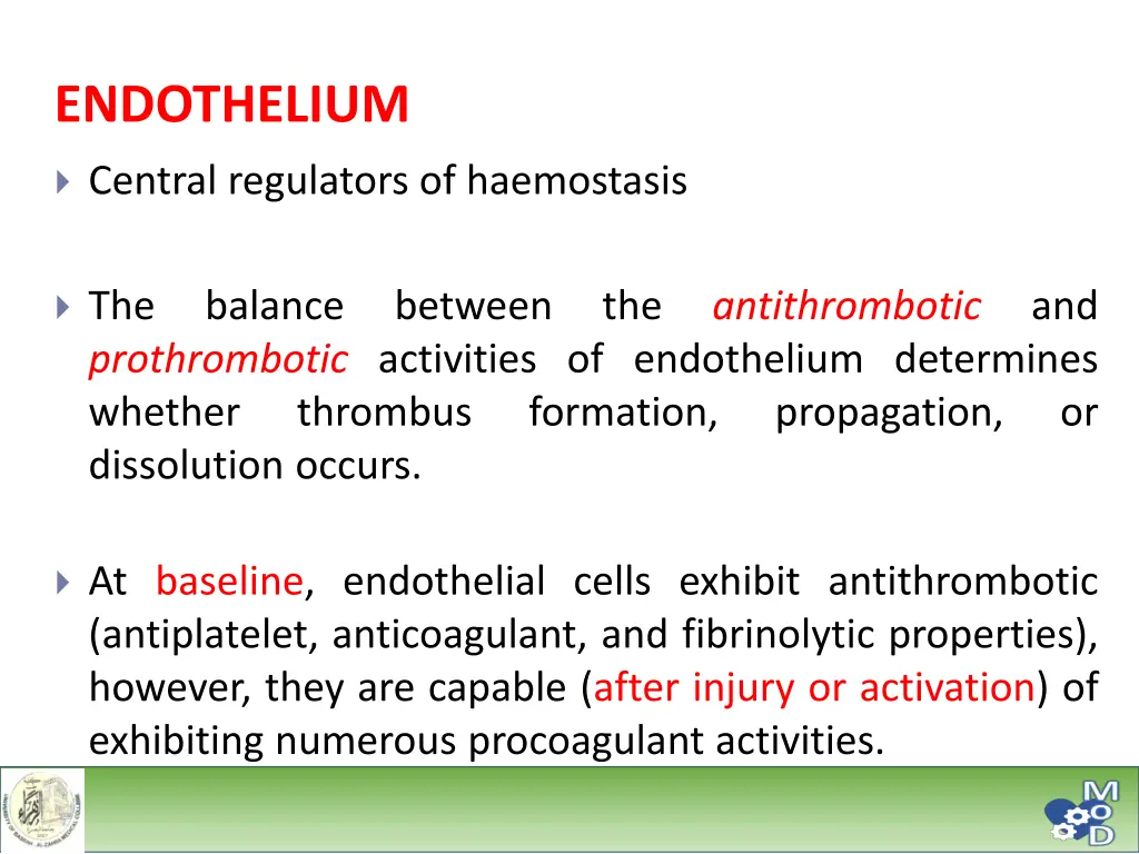 endothelium