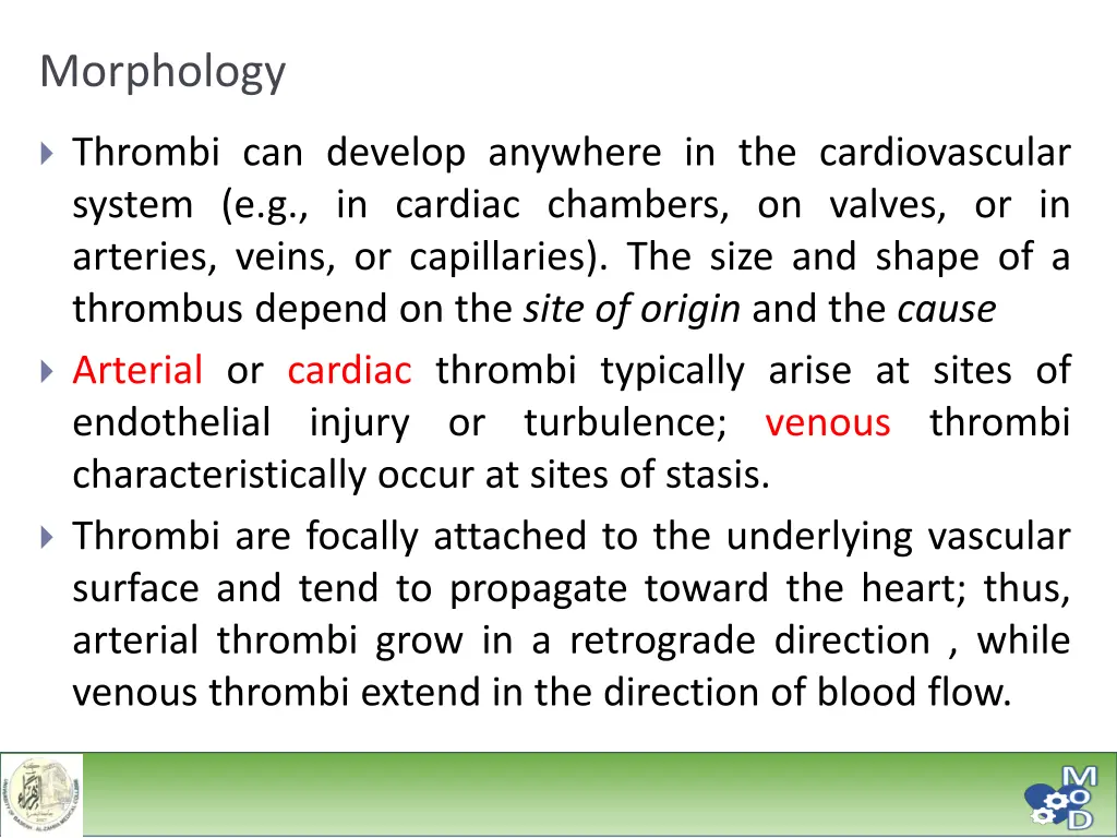 morphology