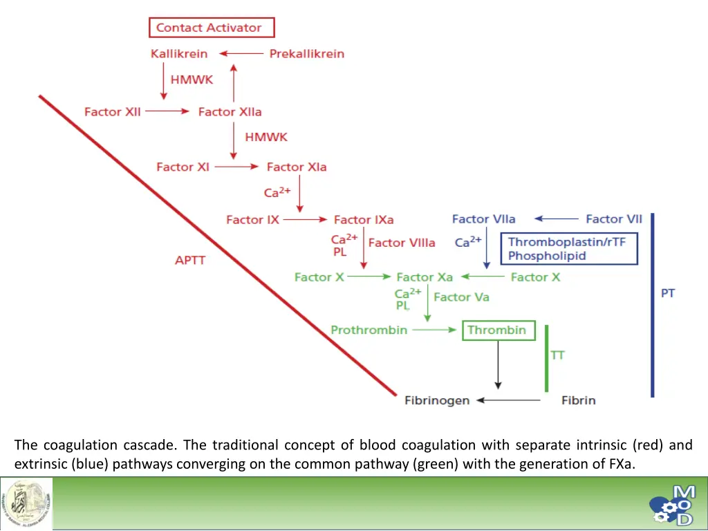 the coagulation cascade the traditional concept