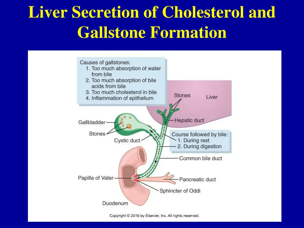 liver secretion of cholesterol and gallstone 1