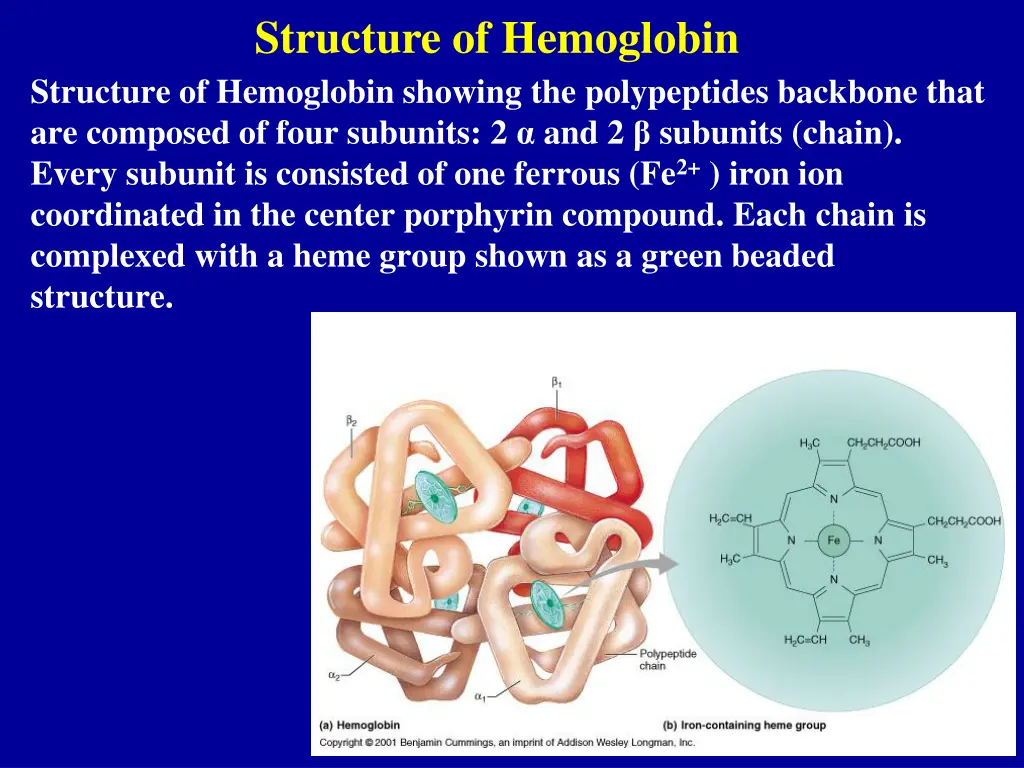 structure of hemoglobin
