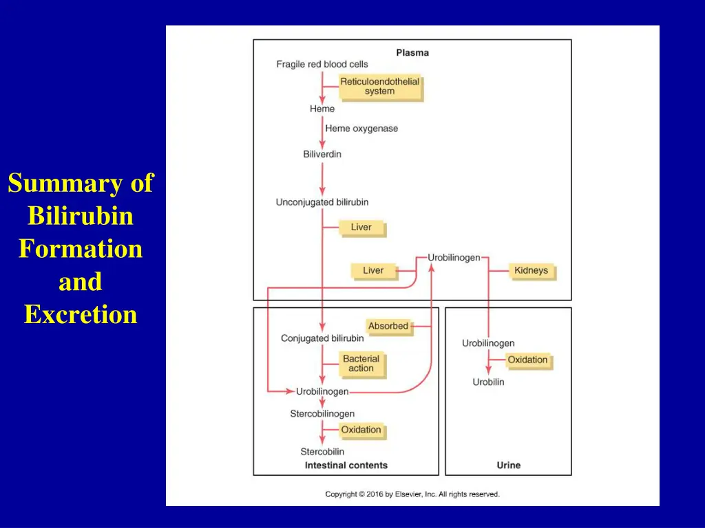 summary of bilirubin formation and excretion