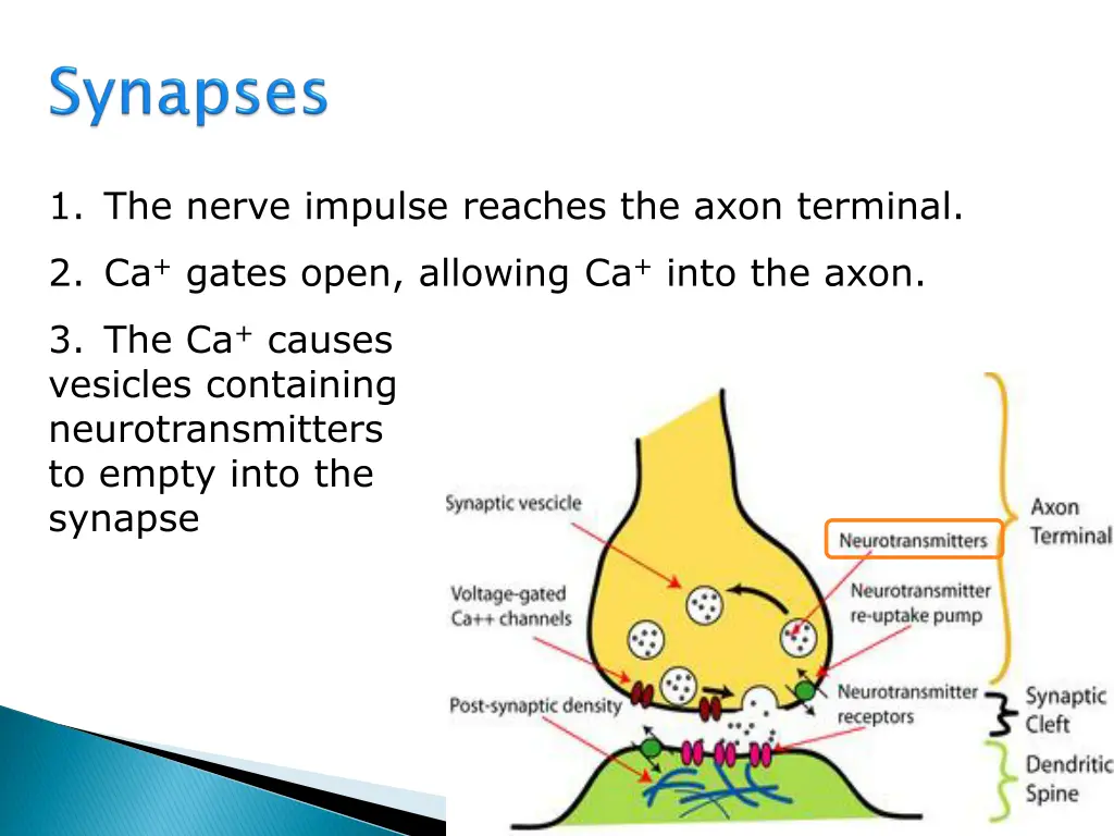 1 the nerve impulse reaches the axon terminal