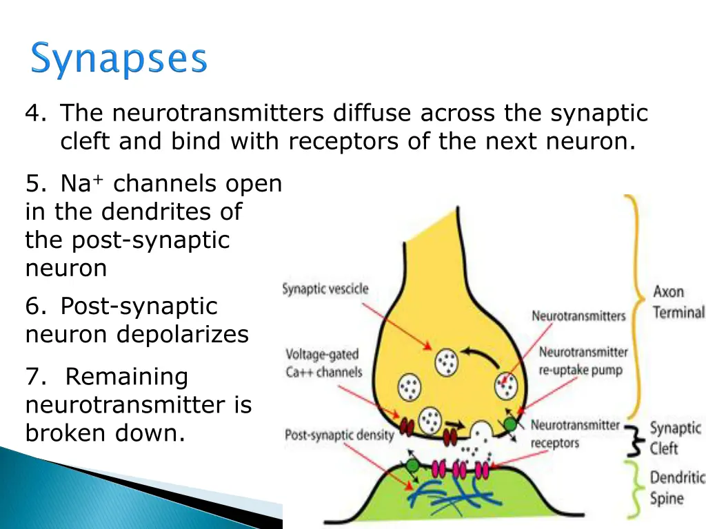 4 the neurotransmitters diffuse across