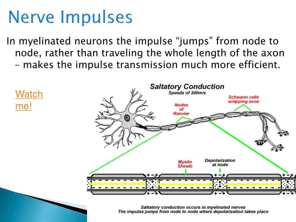 in myelinated neurons the impulse jumps from node