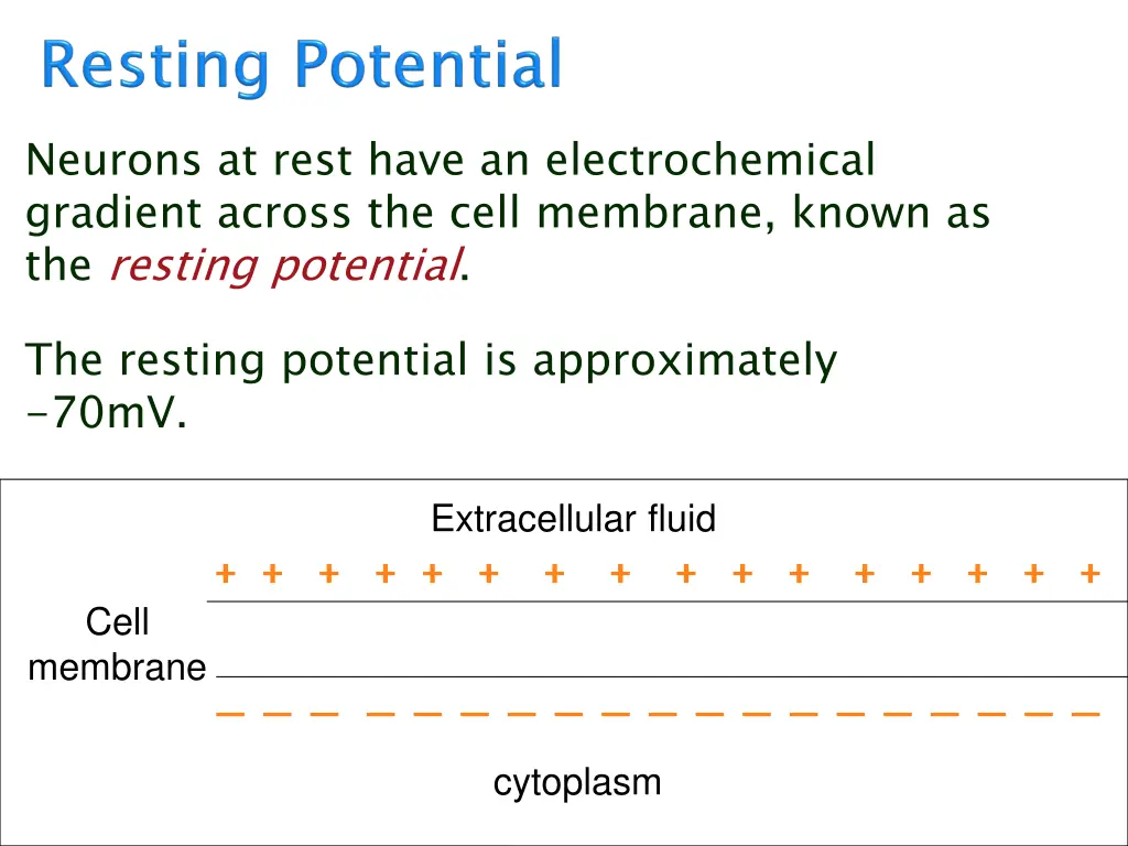 neurons at rest have an electrochemical gradient