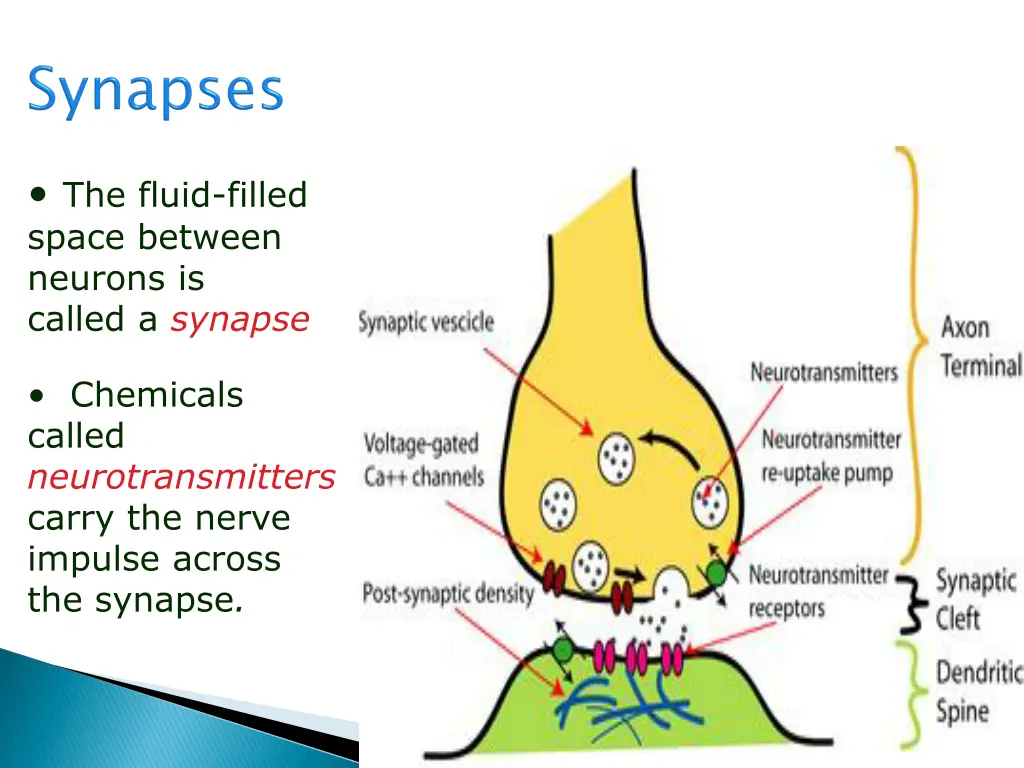 the fluid filled space between neurons is called