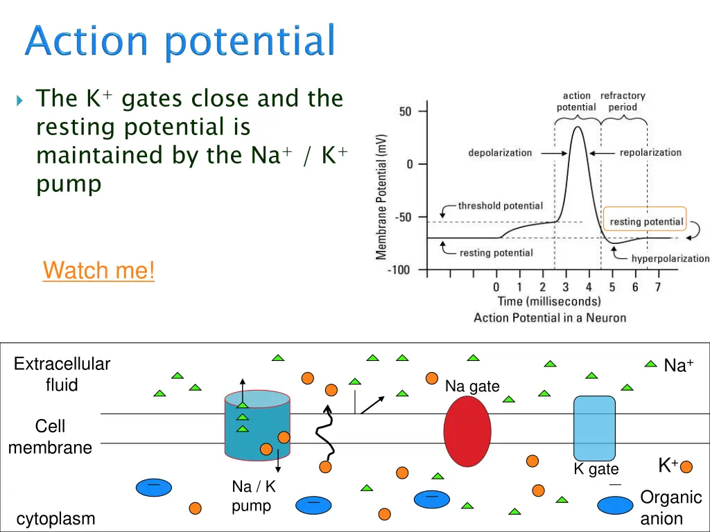the k gates close and the resting potential