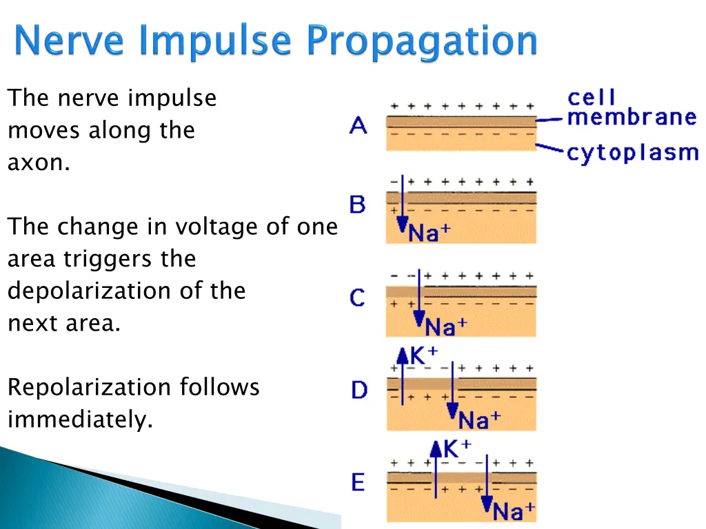 the nerve impulse moves along the axon