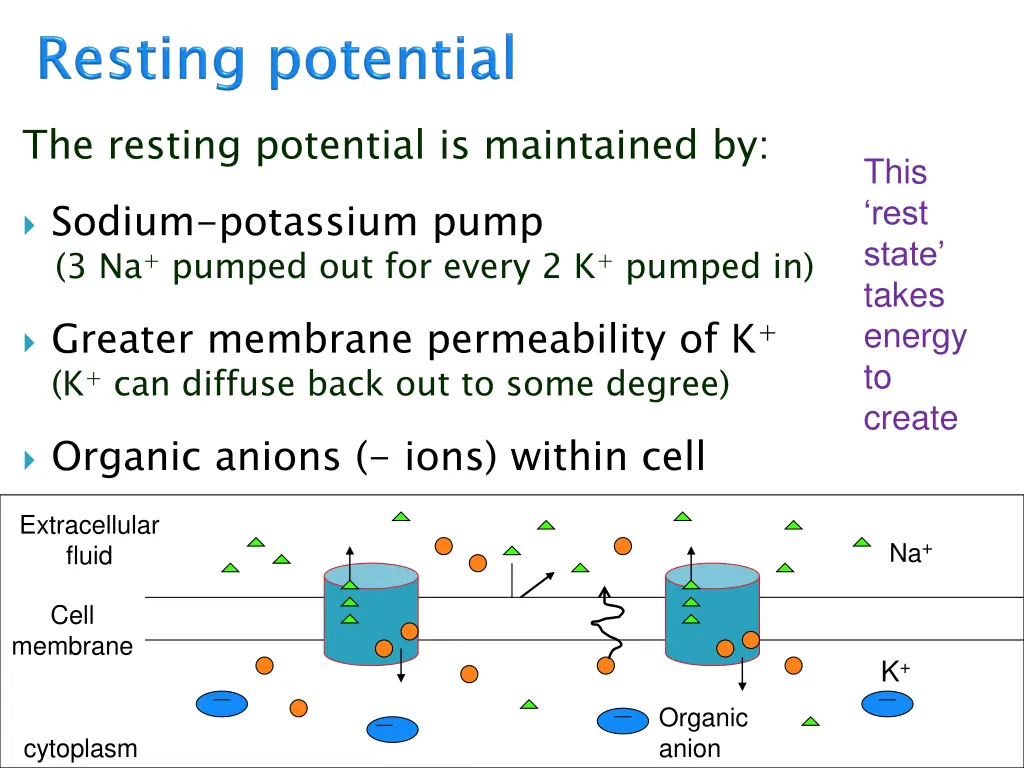 the resting potential is maintained by