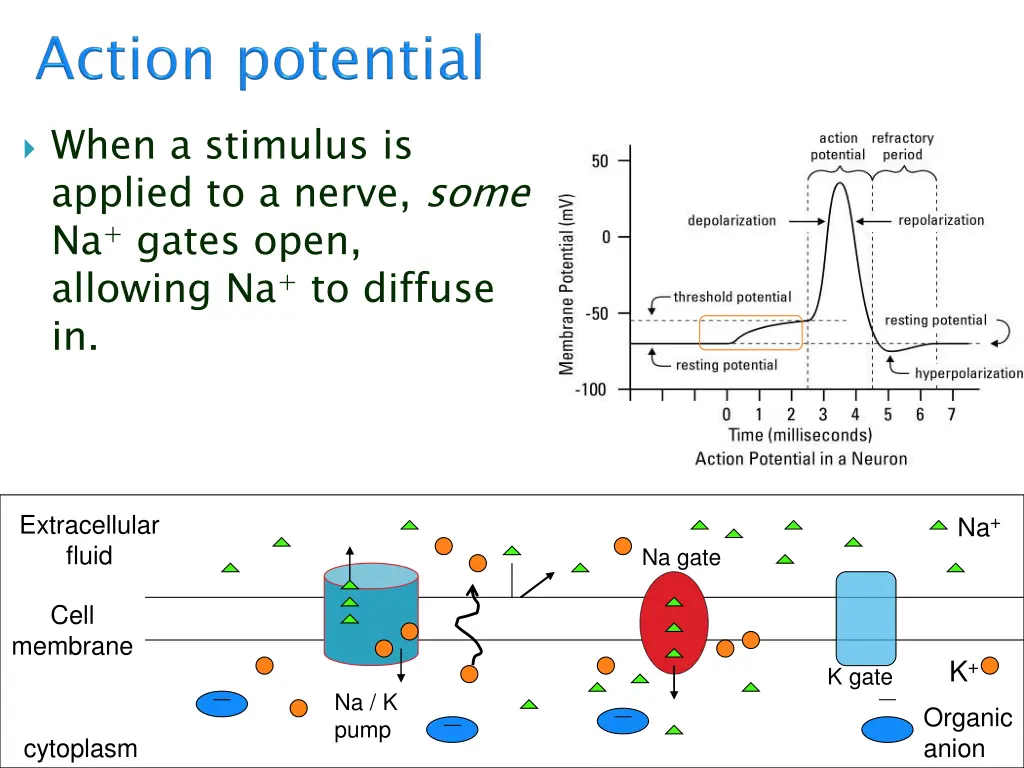when a stimulus is applied to a nerve some