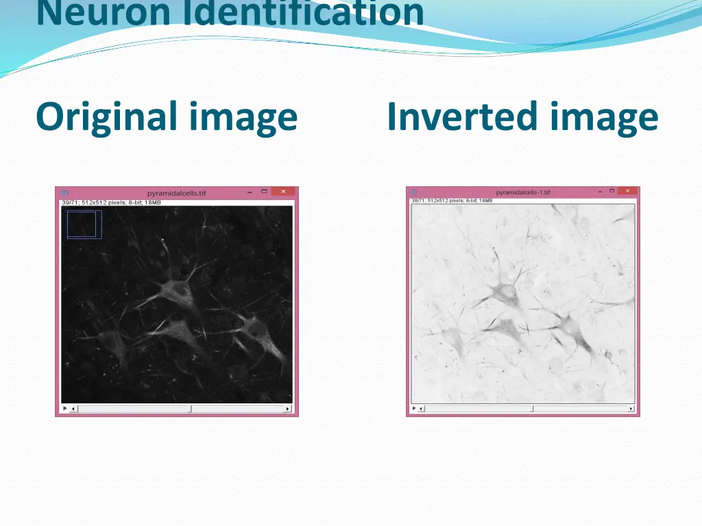neuron identification