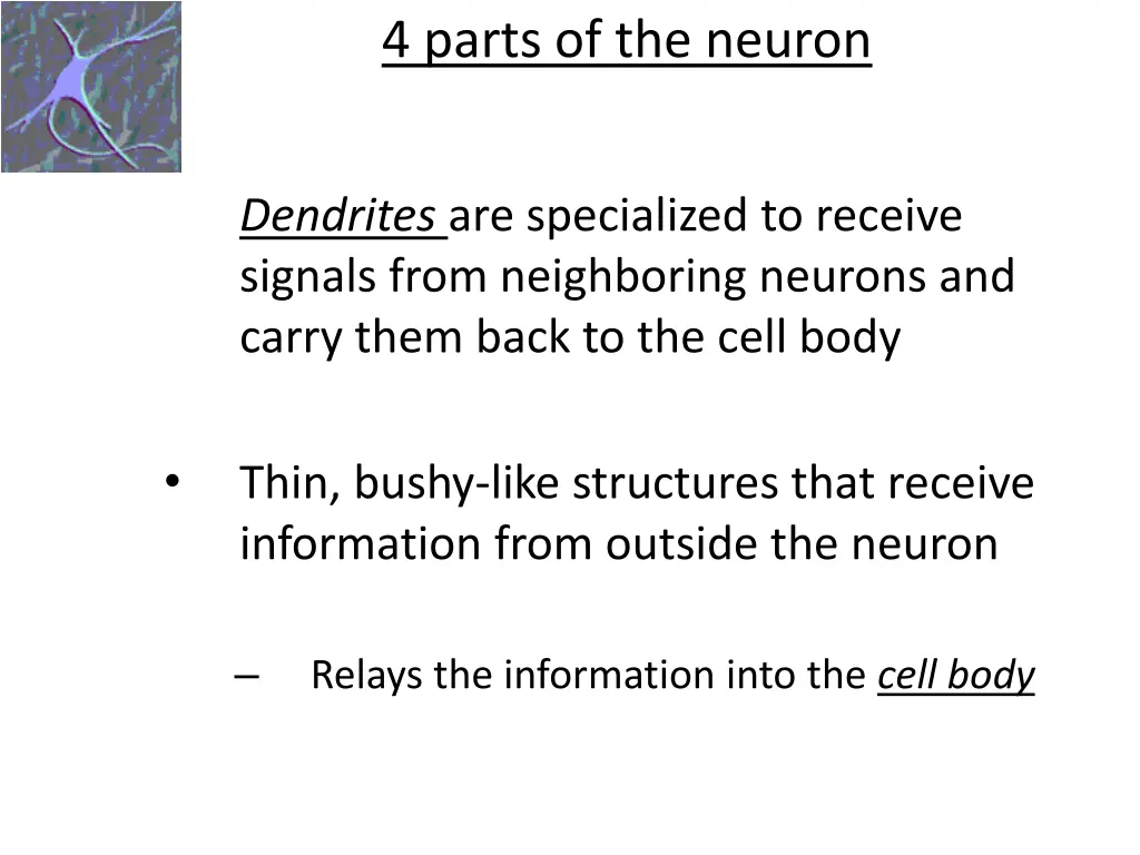 4 parts of the neuron