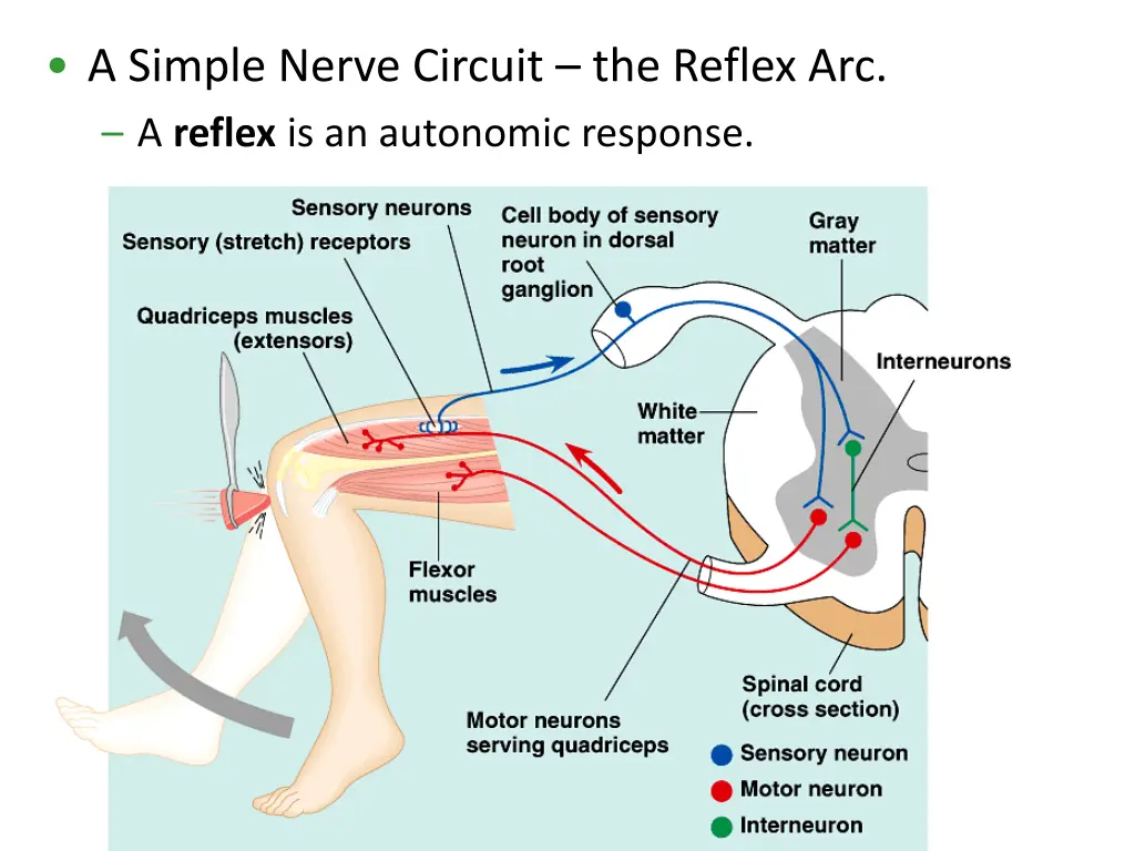 a simple nerve circuit the reflex arc a reflex