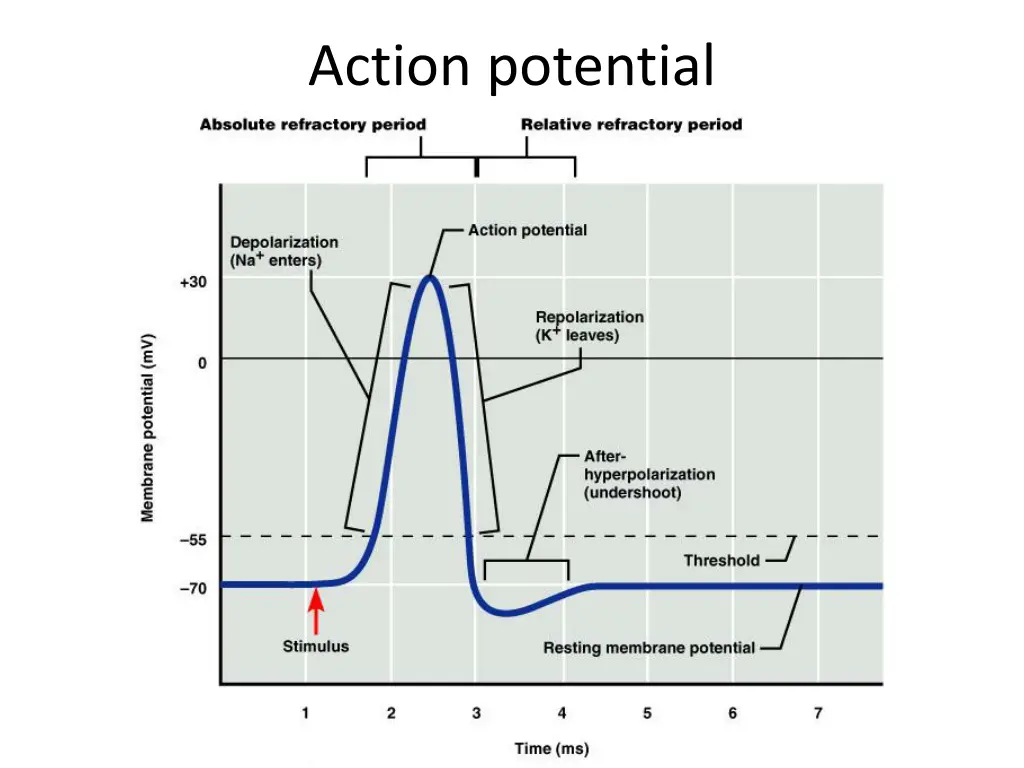 action potential