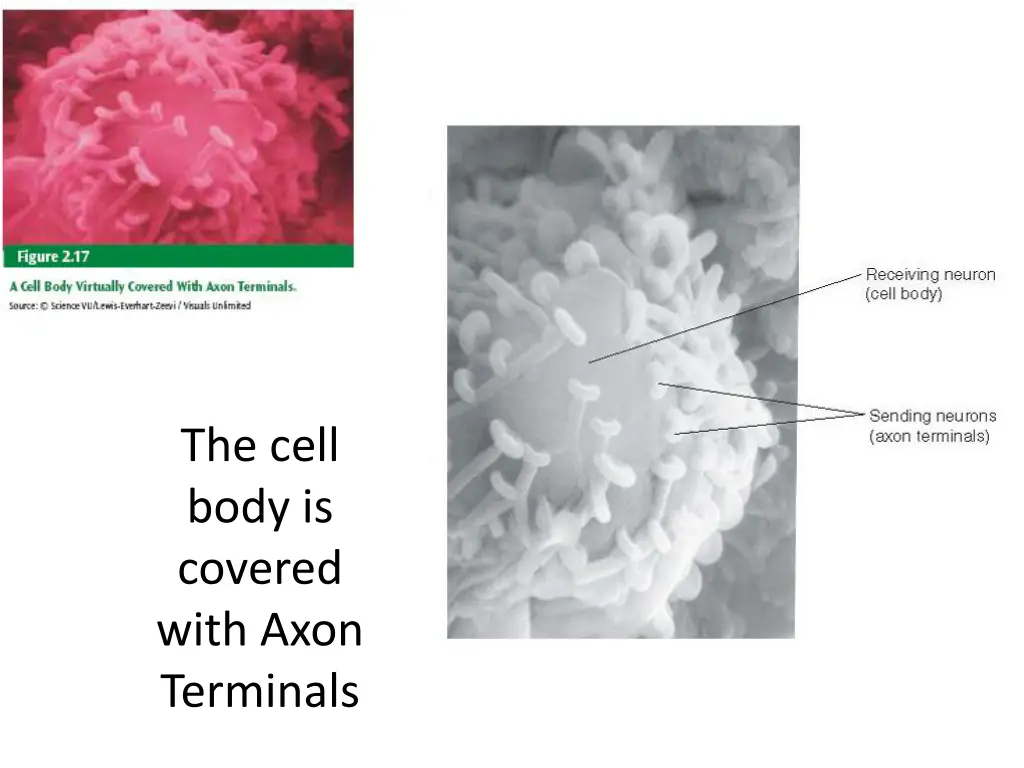 the cell body is covered with axon terminals