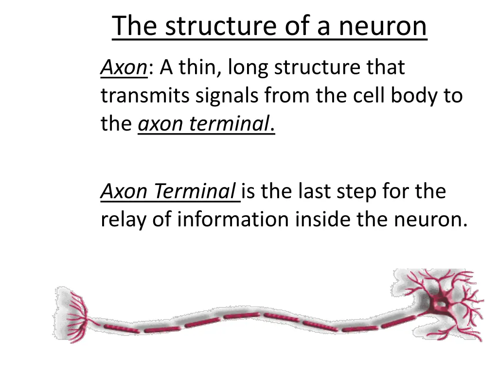 the structure of a neuron