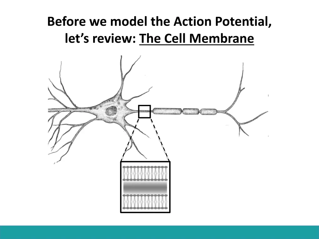 before we model the action potential let s review 1